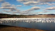 10000 oies des neiges s'envolent en même temps