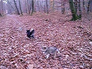 Retrouvailles de Volcane, Canyon et Costa 3