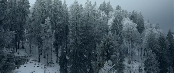 SONS OF BITCHES - Trailer