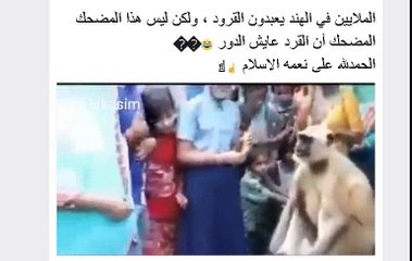 اضحك مع عبادة القرود في الهند هههههه