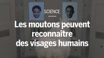Des scientifiques entraînent des moutons à reconnaître des visages humains