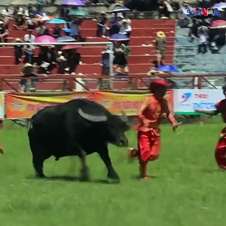 ویتنام کا سالانہ ”واٹر بفلو فیسٹول“