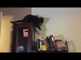 Adorable Kitty Chases Its Tail On Top of Cupboard
