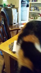 Helen the Blind Cat, up to her shenanigans again.