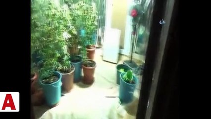 Operasyon yapılan evden uyuşturucu bahçesi çıktı