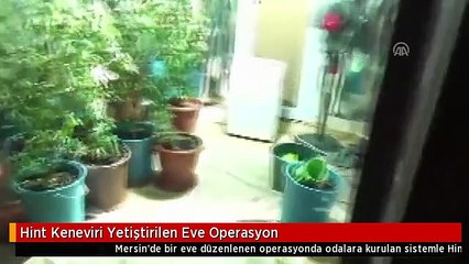 Hint Keneviri Yetiştirilen Eve Operasyon