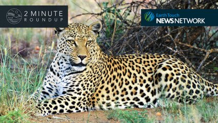 Illegal wolf hunt, cave lion cub & a bizarre frilled shark