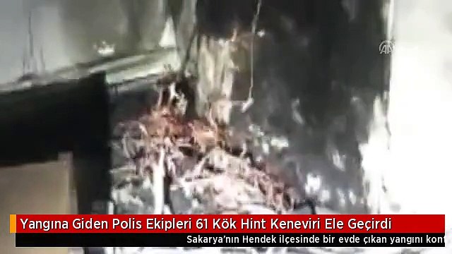 Yangına Giden Polis Ekipleri 61 Kök Hint Keneviri Ele Geçirdi