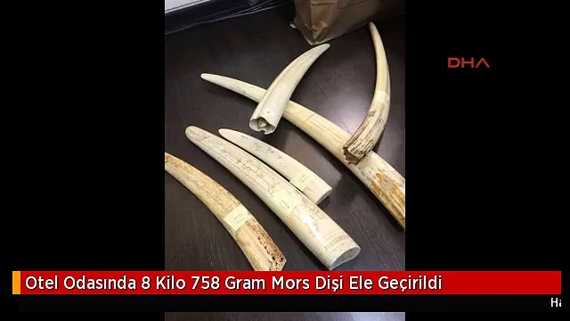 Otel Odasında 8 Kilo 758 Gram Mors Dişi Ele Geçirildi