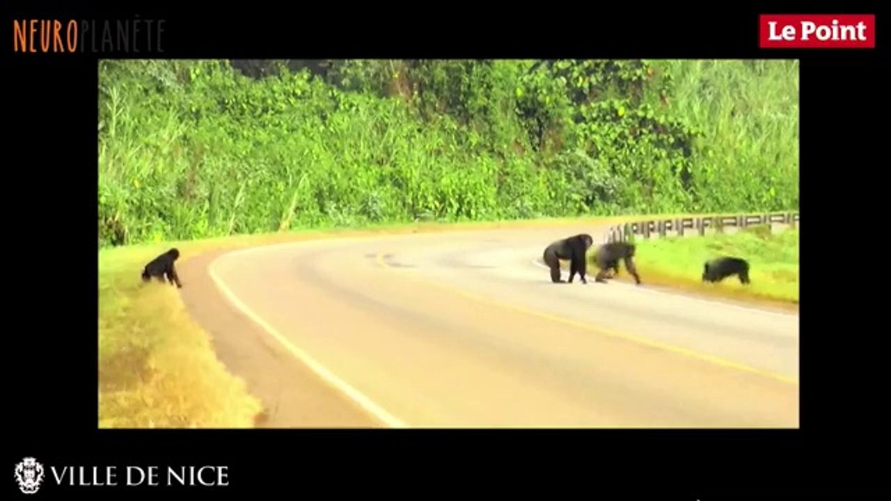 Neuroplanète 2017 :  Evolution des grands singes à nous et après