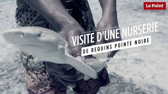 Visite d'une nurserie de requins pointe noire à Rangiroa en Polynésie française