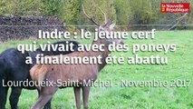 VIDEO36. Le cerf qui vivait avec les poneys a été abattu