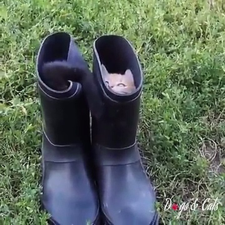 2 chatons qui jouent ensemble dans des bottes ! Trop MIGNON !