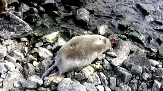 Нерпы погибли от инфекции