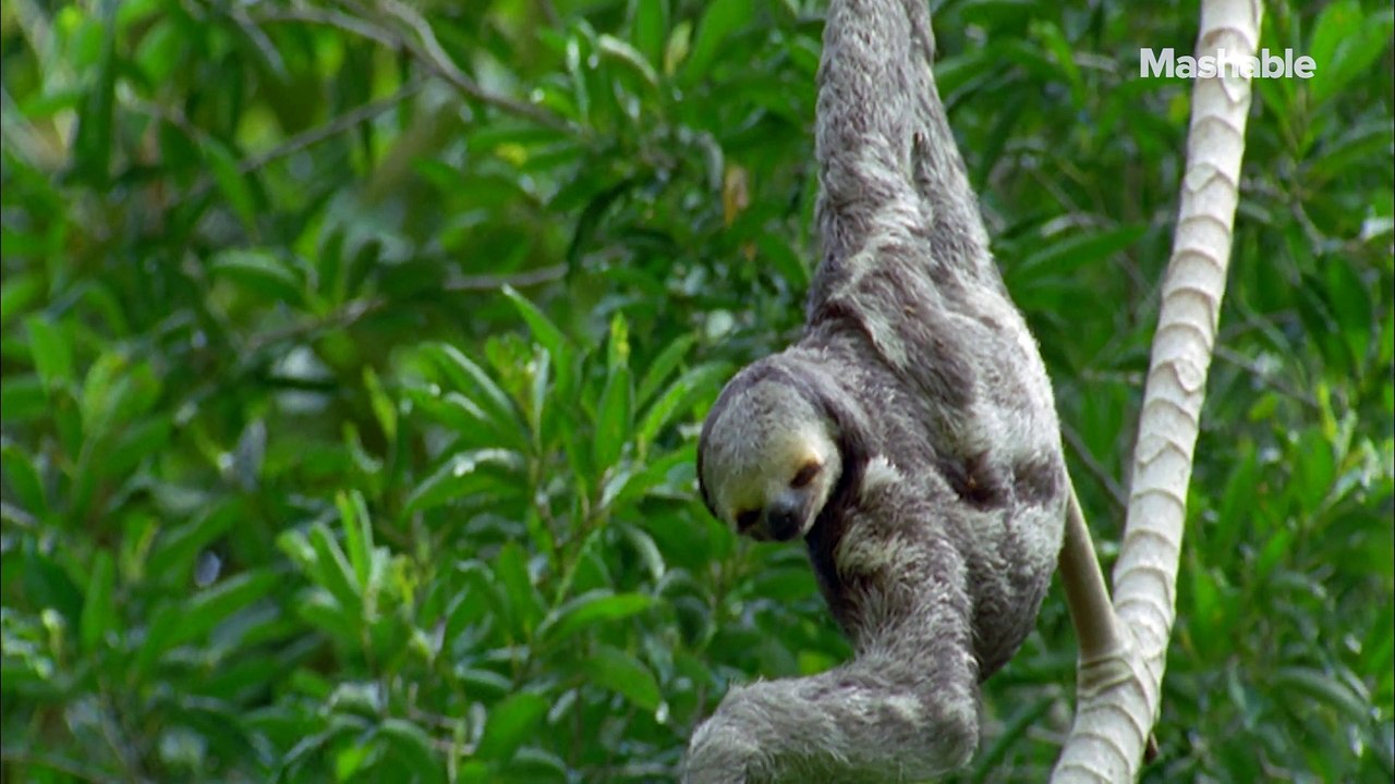 Animals chat with their besties, just like us