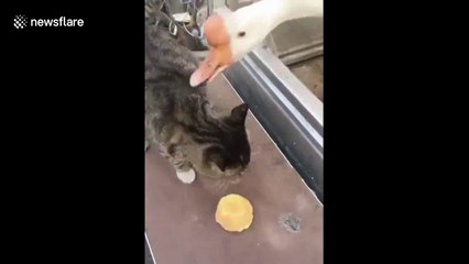 Aggressive goose grabs cake from cat