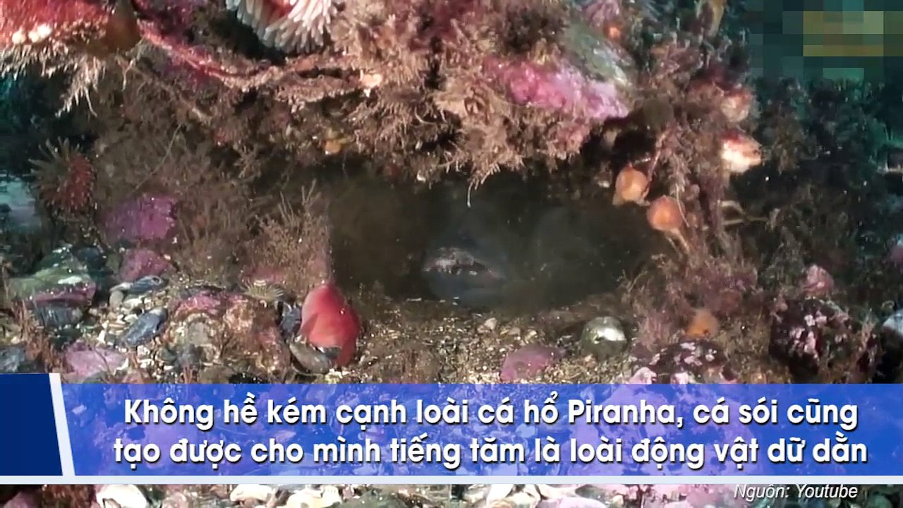 Những sinh vật biển kỳ dị dưới đáy đại dương khiến ai thấy cũng hết hồn tưởng là quái vật trong phim kinh dị