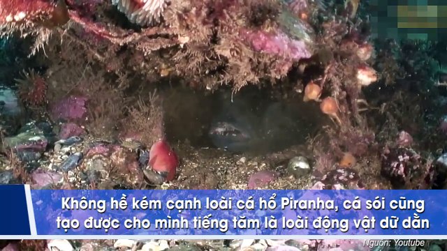 Những sinh vật biển kỳ dị dưới đáy đại dương khiến ai thấy cũng hết hồn tưởng là quái vật trong phim kinh dị