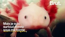 L'axolotl est en danger critique d'extinction