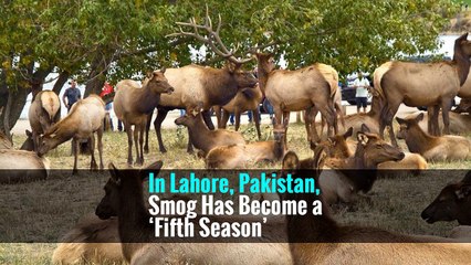 In Lahore, Pakistan, Smog Has Become a ‘Fifth Season’