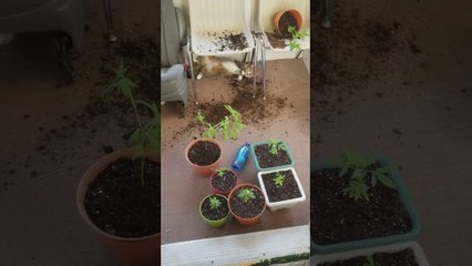 Chats vs Plants de cannabis