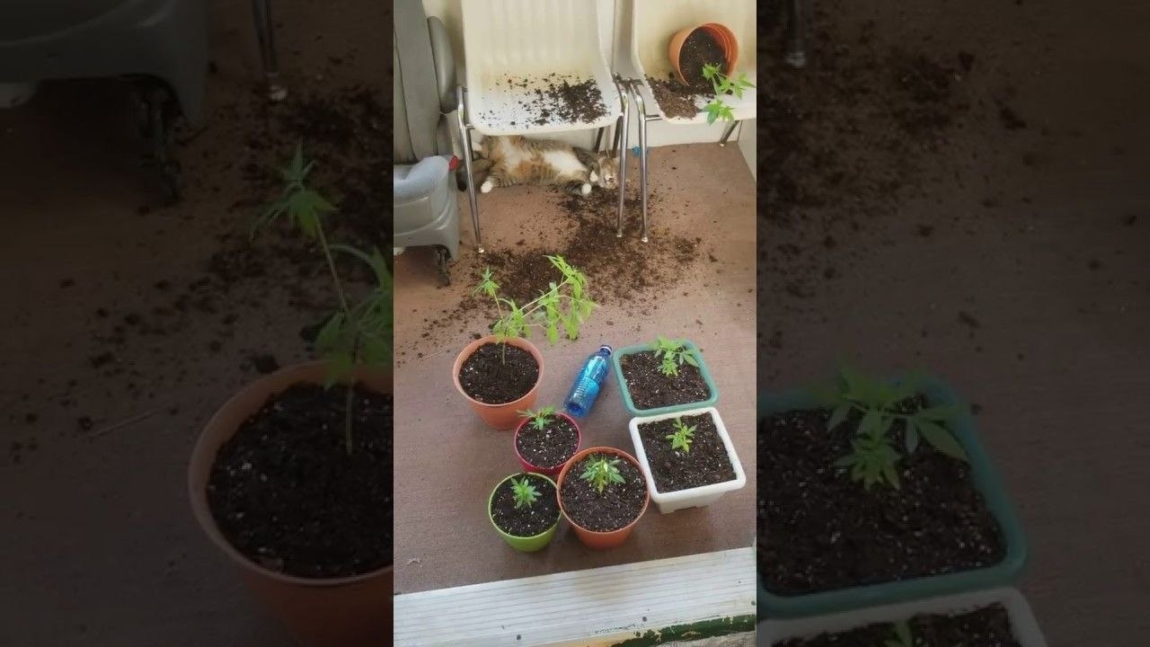 Chats vs Plants de cannabis