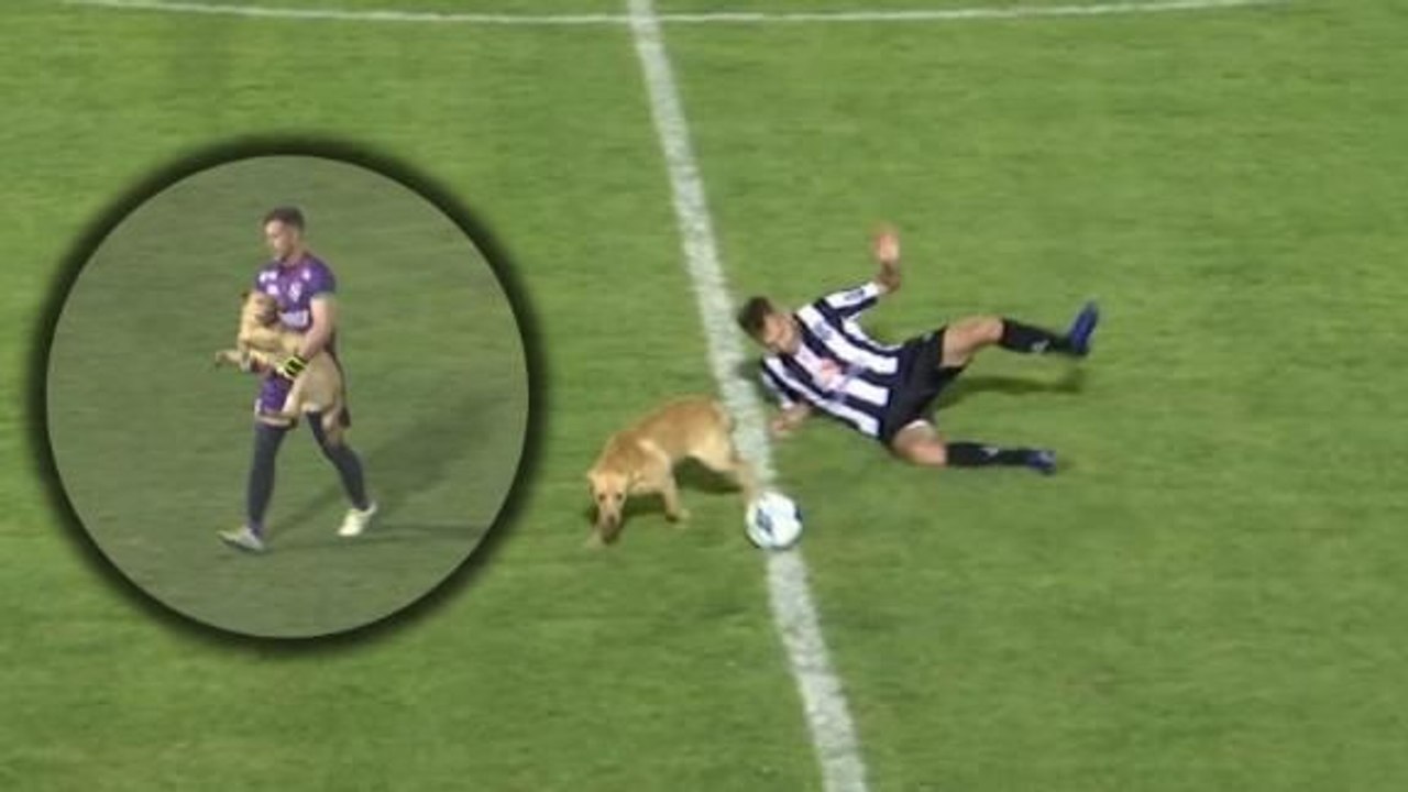 Un chien expulsé pour un tacle par derrière (Argentine)