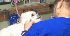 Video of Groomer Abusing Dog Goes Viral