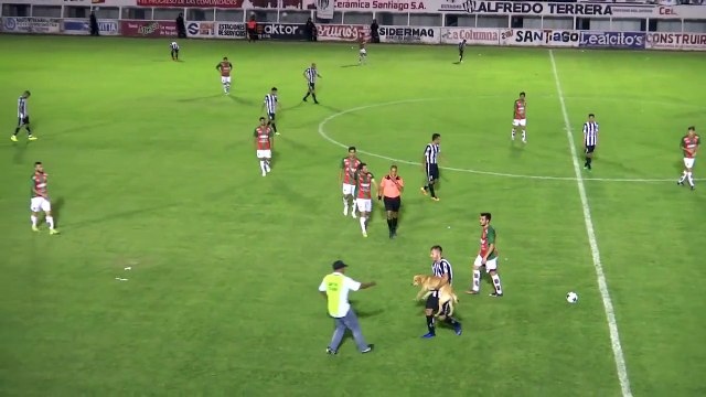 Un chien expulsé pour un tacle par derrière (Argentine)