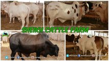 734 | Sheikh Cattle Farm | Cow mandi 2018/2019 | Karachi Sohrab Goth