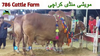 737 | 786 Cattle Farm | Cow mandi 2018/2019 | Karachi Sohrab Goth | Pakistan Cattle Expo