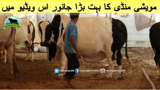 739 | Cow Mandi 2018/2019 | Karachi Sohrab Goth | Pakistan cattle expo