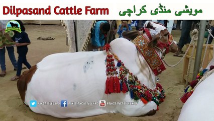 740 | Dilpasand Cattle Farm | Cow mandi 2018/2019 | Karachi Sohrab Goth