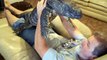 Animal de compagnie : un énorme Iguane d'1 mètre de long ! Câlin dans le canapé...