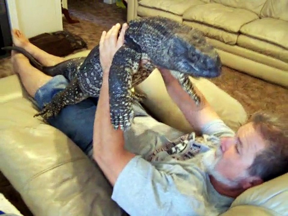 Animal de compagnie : un énorme Iguane d'1 mètre de long ! Câlin dans le canapé...