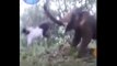 Cet éléphant envoie voler un homme qui voulait le déloger !