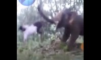 Cet éléphant envoie voler un homme qui voulait le déloger !