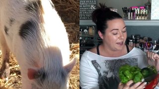 The Truth About Owning A Mini Pig!