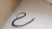 Eastern Brown Snake Found in Family Home in Queensland, Australia