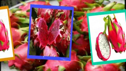 30 Manfaat Buah Naga