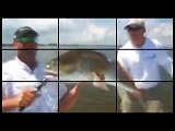 Monster Goliath Groupers - Giant 600 Pound Goliath Bass Grouper - Chew On This