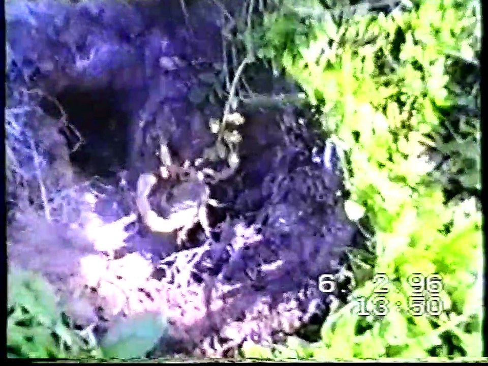 JARA Y CHULETAS COMPLETO