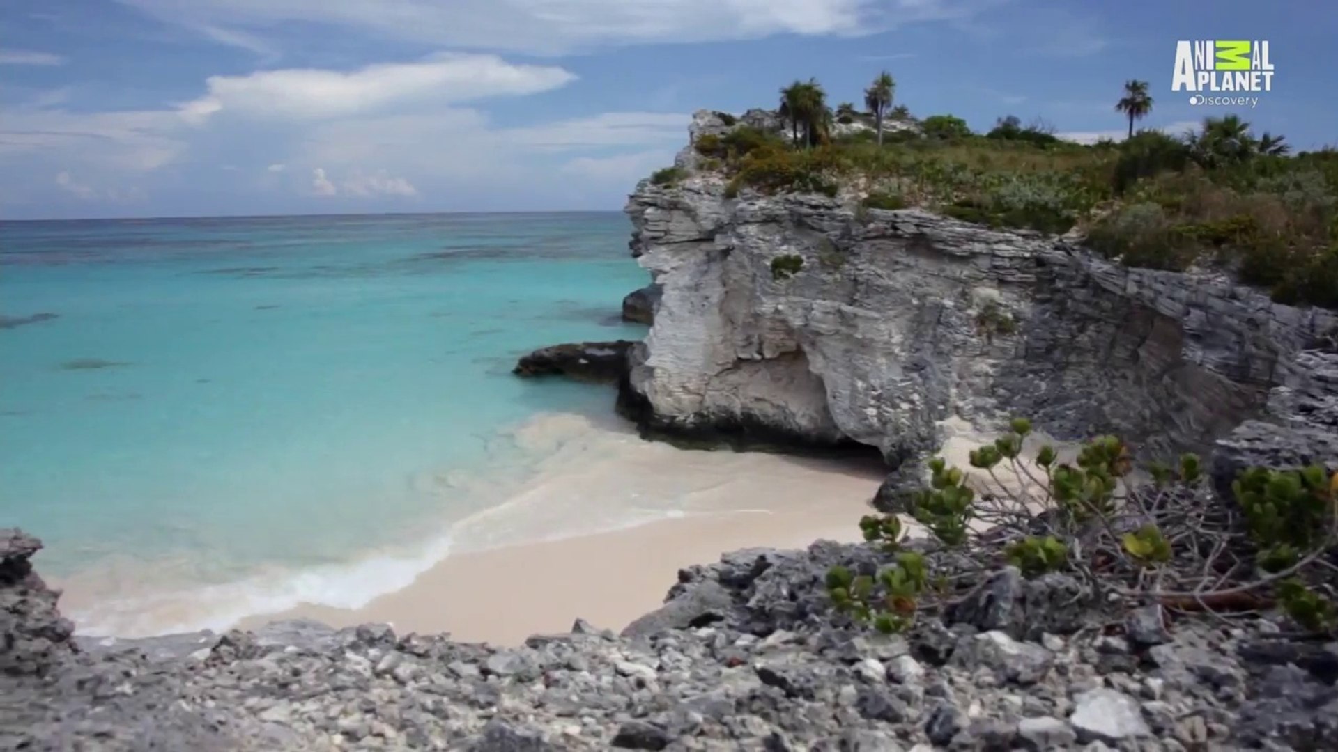 Bahama Selvagem  - Pântanos