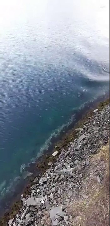 Killer Whale Chase