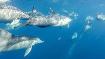 Pod of Dolphins Glides Along Sydney Coastline