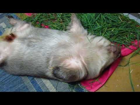 Wombat Exhausted After Playing in Dirt