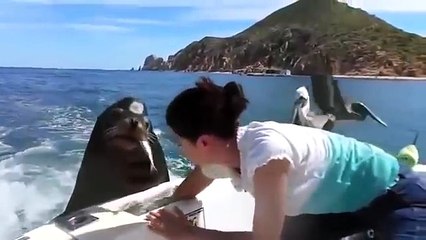 The sea lion asks for fish from people in the boat