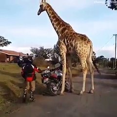 This wasnt just a mod