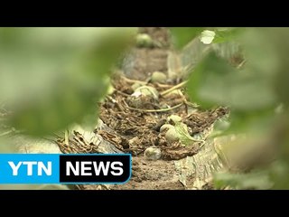 광주·전남 농경지 침수 등 피해 잇따라 / YTN (Yes! Top News)