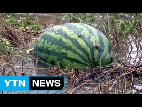 [날씨] 충청 이남에 기습 폭우...비 피해 속출 / YTN (Yes! Top News)